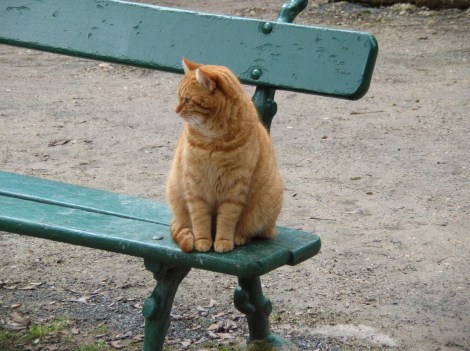 Moliére and the cats of Père Lachaise